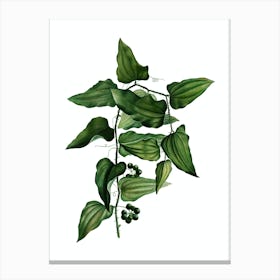 Vintage Common Smilax Botanical Illustration on Pure White n.0427 Canvas Print