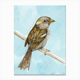 House sparrow colored ink drawing 1 Canvas Print
