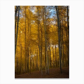 Autumn Forest 94 Canvas Print