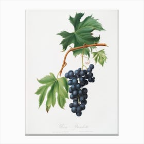 Brachetto Grape From Pomona Italiana, Giorgio Gallesio Canvas Print