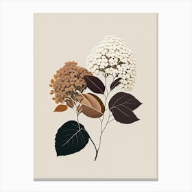 Hydrangea Root Spices And Herbs Retro Minimal 3 Canvas Print