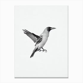 Crow B&W Pencil Drawing 1 Bird Canvas Print