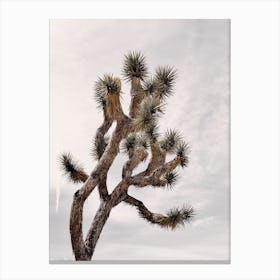 Joshua Tree Sky Canvas Print