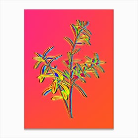 Neon Bog Rosemary Bush Botanical in Hot Pink and Electric Blue n.0202 Canvas Print