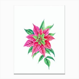 Poinsettia 2 Watercolour Flower Canvas Print