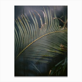 Palm  leaf behind the glass | Hortus Botanicus | Amsterdam | The Netherlands Canvas Print