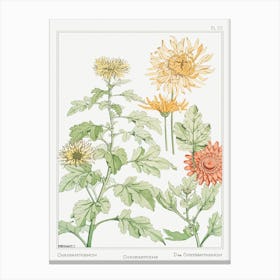 Chrysanthemum From The Plant And Its Ornamental Applications (1896), Maurice Pillard Verneuil Canvas Print