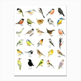 Birds Canvas Print