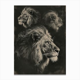 Barbary Lion Charcoal Drawing 3 Canvas Print