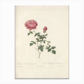 Rose Illustration, Pierre Joseph Redoute (70) Canvas Print