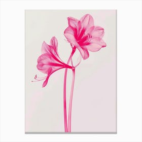 Hot Pink Amaryllis 3 Canvas Print