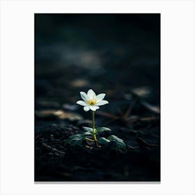 White Flower In The Dark 17 Canvas Print