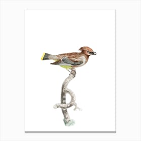 Vintage Little Jay Bird Illustration on Pure White Canvas Print