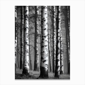 Birch Forest 96 Canvas Print