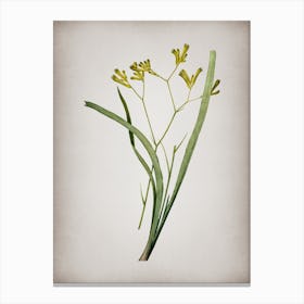 Vintage Anigozanthos Flavida Botanical on Parchment n.0884 Canvas Print