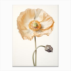 Pressed Flower Botanical Art Poppy 1 Canvas Print