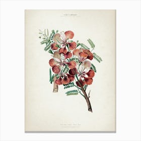 Vintage Denisse 2 Poinciana Regina Canvas Print