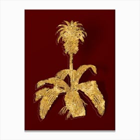 Vintage Eucomis Regia Botanical in Gold on Red Canvas Print