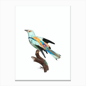 Vintage Abyssinian Roller Male Bird Illustration on Pure White Canvas Print