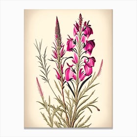 Fireweed Wildflower Vintage Botanical 2 Canvas Print