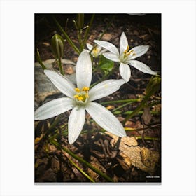 Star Of Bethlehem - Photograph Canvas Print