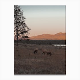 Meadow Elk Sunset Canvas Print