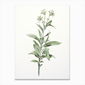 Stevia Vintage Botanical Herbs 3 Canvas Print
