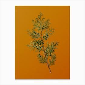Vintage Virginian Juniper Botanical on Sunset Orange n.0168 Canvas Print