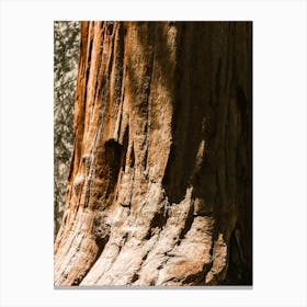 Redwood Tree Trunk Canvas Print