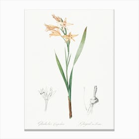 Gladiolus Cuspidatus Illustration From Les Liliacées (1805), Pierre Joseph Redoute 1 Canvas Print