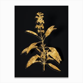 Vintage Sage Plant Botanical in Gold on Black n.0275 Canvas Print