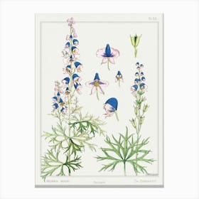 Aconite From The Plant And Its Ornamental Applications (1896), Maurice Pillard Verneuil Canvas Print