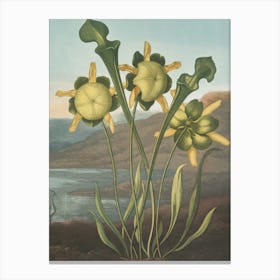 Flowers Of A Plant Canvas Print