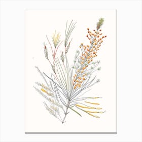 Ephedra Spices And Herbs Pencil Illustration 2 Canvas Print