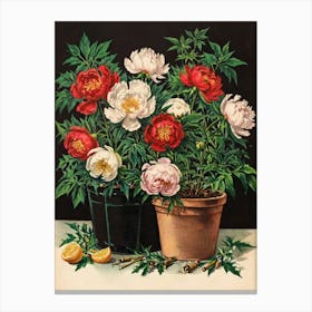 Peonies In Pots Canvas Print