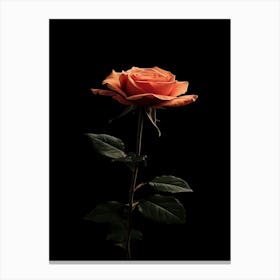 Single Rose On Black Background 13 Canvas Print