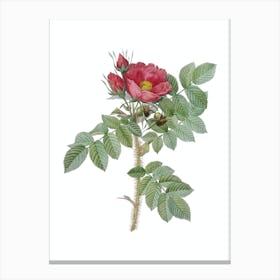 Vintage Kamtschatka Rose Botanical Illustration on Pure White n.0948 Canvas Print