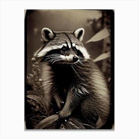 Tanezumi Raccoon Vintage Photography Canvas Print