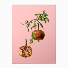 Vintage Pomegranate Botanical on Soft Pink n.0820 Canvas Print
