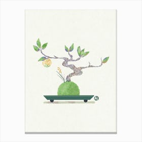 Bonsai Tree - kumquat Canvas Print