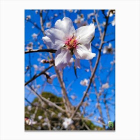 Almond Blossom 20220206 66ppub Canvas Print