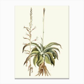 Aloe Vera 2 Canvas Print