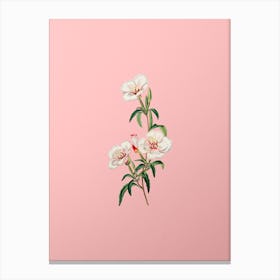 Vintage Wine Stained Godetia Flower Botanical on Soft Pink Canvas Print