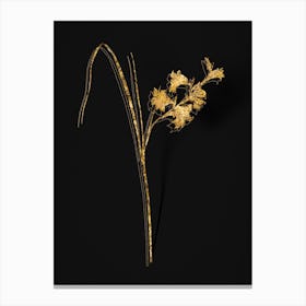 Vintage Gladiolus Ringens Botanical in Gold on Black n.0307 Canvas Print