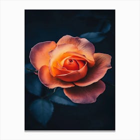 Orange Rose 10 Canvas Print