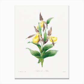 Yellow Lady Slipper, Pierre Joseph Redouté Canvas Print