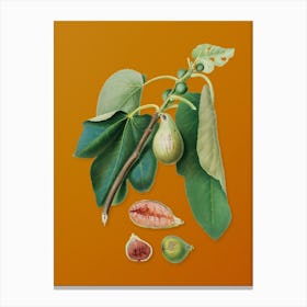 Vintage Monaco Fig Botanical on Sunset Orange n.0369 Canvas Print