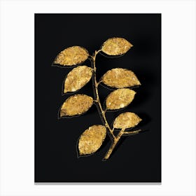 Vintage Eared Willow Botanical in Gold on Black n.0101 Canvas Print