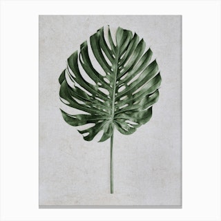 Tropical Monstera Deliciosa Leaf Canvas Print