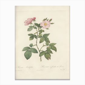 Rose Illustration, Pierre Joseph Redoute, Pierre Joseph Redoute(140) Canvas Print
